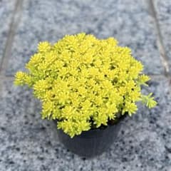 ゴールデンカーペット　6cmポット　抜き苗のサムネイル