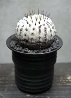 コピアポア Copiapoaコルムナアルバ 孤竜丸 現地球 コレクション 美株