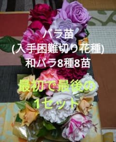 バラ苗(入手困難切り花種) 和バラ 8品種8苗セット バラ苗(入手困難切り花種) 和バラ 8品種8苗セット - メルカリ