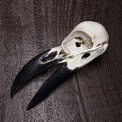 ヤギの頭蓋骨　山羊　剥製　標本 ヤギの頭蓋骨 山羊 剥製 標本