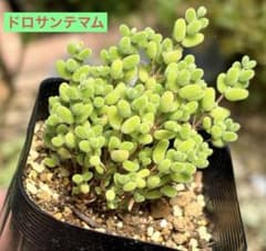 ドロサンテマム グロボーサム 多肉植物 7.5cmポット 抜き苗 現物発送
