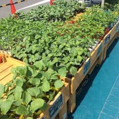 ポンさん専用のサムネイル