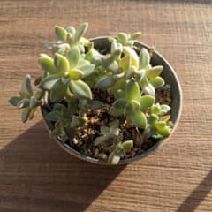 桜牡丹　カット苗のサムネイル