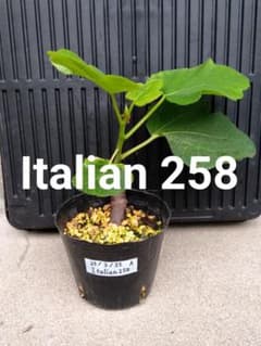 イチジク 苗木 Italian 258 結実確認済】Italian 258 イチジク苗 4号 ① - メルカリ