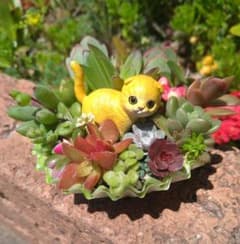 ☆多肉植物☆寄せ植え☆そのまま飾れる☆猫ちゃん④☆ - メルカリ