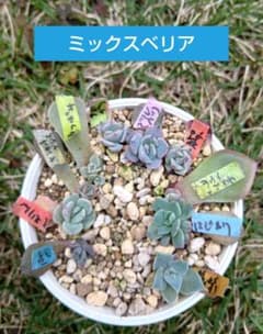 人気♪ 特別価格セット　ミックスベリア　葉挿しっ子　30種　オマケ付　メルカリ便 ミックスベリア おらいさん 多肉 葉挿しっ子 小苗 詰め合わせ 10種