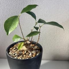 フィカスガジュマル 観葉植物(ぬき苗)のサムネイル