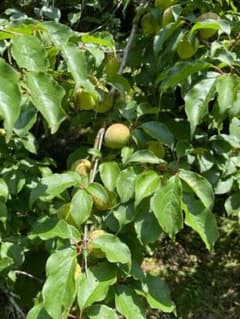 南高梅　佐賀県産　無農薬　2キロ　完熟のサムネイル