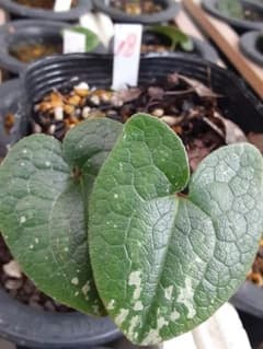 タマノカンアオイ(潤み軸、並み花)、山野草 - メルカリ