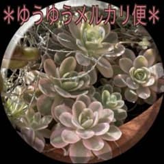 多肉植物 ❁ 子持ち蓮華錦『鏡花』 ❁ オロスタキス ⑲ - メルカリ