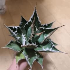 赤字セール アガベ チタノタ 超狂刺 海王18cm 大株 室外育成 - メルカリ