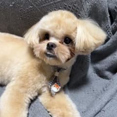 犬用 ネクタイ アクセサリー 3点セットのサムネイル