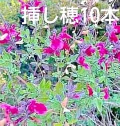 チェリーセージ＊ピンクの挿し穂10本 - メルカリ
