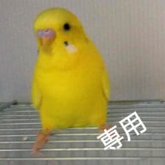 さくちゃんさん専用のサムネイル