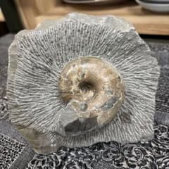 アンモナイト 化石 標本 北海道産 コレクター放出品 紀元前 白亜紀