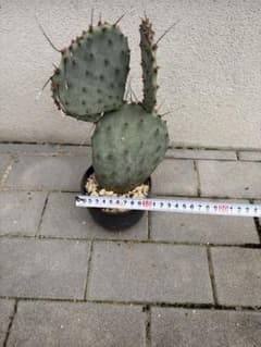 オプンチアサンタリタのサムネイル