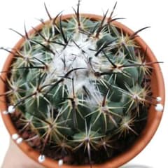 コリファンタ属　黒刺天司丸　サボテンのサムネイル