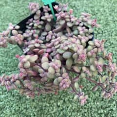 ブロウメアナ 抜き苗 多肉植物 ブロウメアナ 抜き苗 - メルカリ