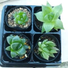 多肉植物 ハオルチア4種① 抜き苗 - メルカリ