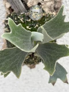 P. willinckii 'Spur' TCのサムネイル