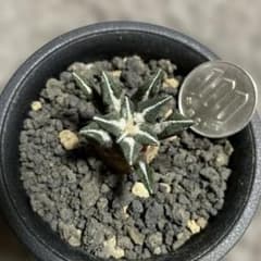 サボテン 黒牡丹 自家繁殖苗 実生 多肉植物 - メルカリ