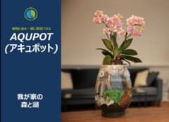 アキュポット(AQUPOT) S　水槽+植木鉢　加湿と空気清浄効果!!のサムネイル