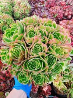 テスラ 超大群生 多肉植物 アエオニウム 抜き苗 - メルカリ