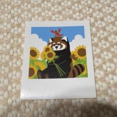 グラニフ graniph イカク ステッカー レッサーパンダのサムネイル