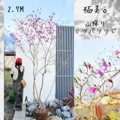 超絶品。山採りミツバツツジ株立ち2.7M(鉢底から) 超絶品。山採りミツバツツジ株立ち2.7M(鉢底から) - メルカリ