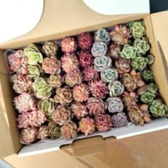プラグ苗箱いっぱいセット✨多肉植物 エケベリア 詰め合わせ 寄せ植え