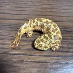オオサンショウウオ　フィギュアのサムネイル