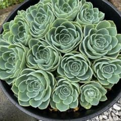 多肉植物✩.*˚七福神 抜き苗 多肉植物 七福神 抜き苗 1株 - メルカリ