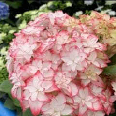 アジサイ苗のサムネイル