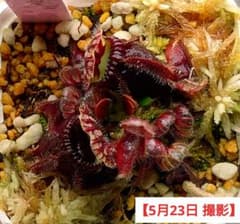 セファロタス ビッグボーイ(Big Boy)① 食虫植物 【匿名配送】 セファロタス Big Boy(ビッグボーイ)③ 食虫植物 【匿名配送】 - メルカリ