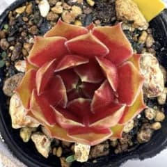 多肉植物 センペルビウム グリーンフィ No.73【黄】 - メルカリ