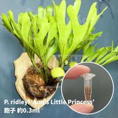 匿名配送 リドレイ リトルプリンセス 胞子 0.3ml - メルカリ