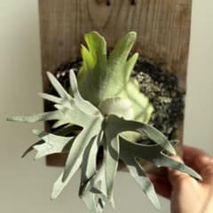 ビカクシダ jewel spore 初出し - メルカリ