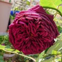 バラ苗 B2のサムネイル