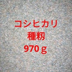 コシヒカリ種籾　10キロ 消毒済み　選別済み　お米の種子　お米育て 種まき田植え コシヒカリ種籾 約1キロ 消毒済み 選別済み お米の種子 お米を育てま