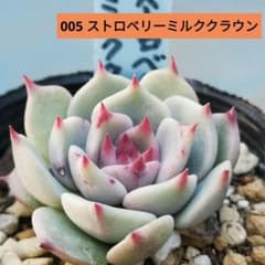 ❤️確認用❤️★D ミックスベリア❤️ストロベリーミルククラウン❤️抜き苗♪札なし ミックスベリア ストロベリーミルク クラウン 抜き苗 おらいさん 多肉