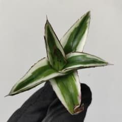 m*❗様 【アガベ チタノタ “精品氷山” 】G.SAMURAI産/BIGサイズ 1286.アガベ チタノタ 氷山 精選優良血統 極上株 - メルカリ