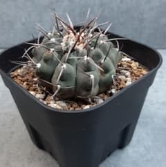 ギムノカリキウム　バッテリー　実生 #2のサムネイル