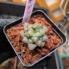 ハオルチア オブツーサ ブラックオブツーサのカキコ付き抜き苗 宛先匿名配送のサムネイル