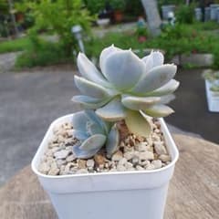多肉植物 ルンヨニー 茎立ち 抜き苗 - メルカリ