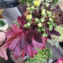 アエオニウム 仙墨 紫浪 カット苗 1カット 多肉植物 大苗 | Buyee