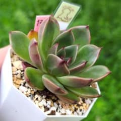 127. メルカリ - 880円【抜き苗】 ルドルフ 多肉植物 127. 880円【抜き苗】 ルドルフ 多肉植物 その他多肉植物