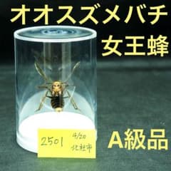 オオスズメバチ 女王蜂 立体標本2501 - メルカリ