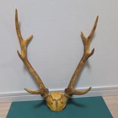 鹿 角 壁掛け装飾品 日本鹿 ニホンジカ ツノ トロフィー 鹿角頭付