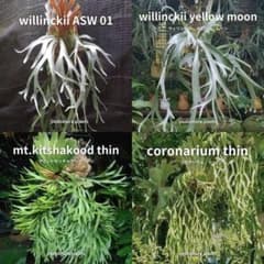 希少ビカクシダ9種まとめ売り 楽天市場】コウモリラン 珍しいの通販