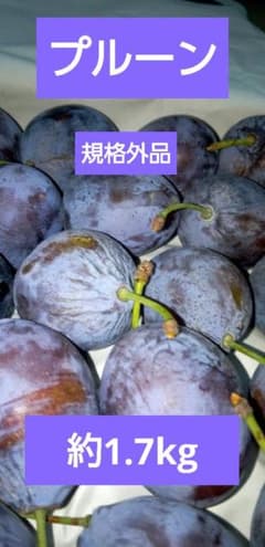 特価☆9/11 プルーン 規格外品　総重量1.7kgのサムネイル